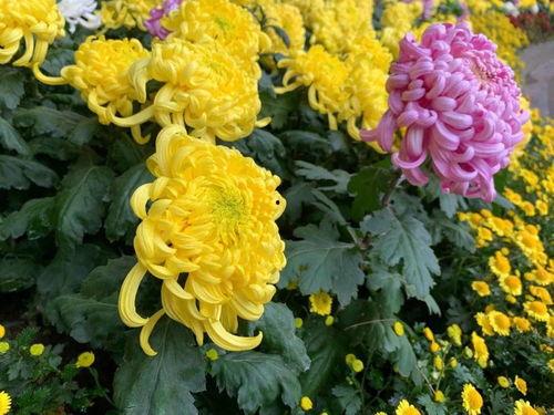 菊花网在线观看完整版,经典影片在线观看完整版